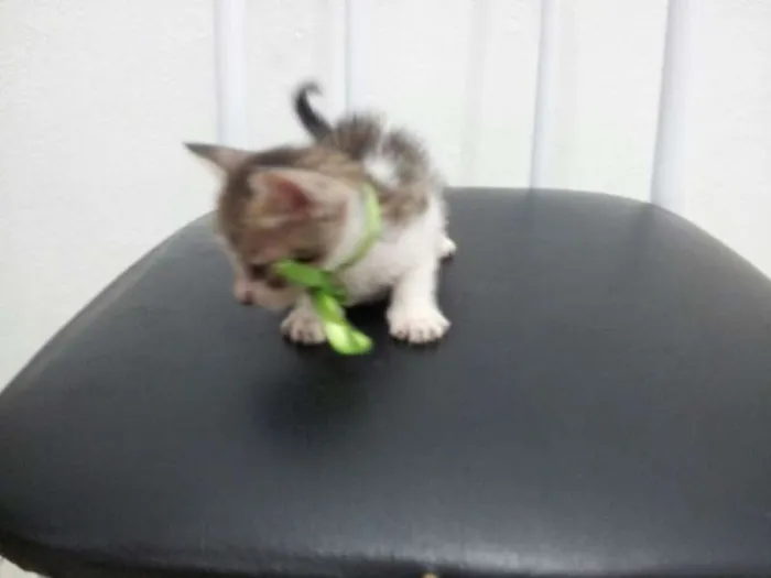 Gato ra a SRD idade Abaixo de 2 meses nome SEM NOME