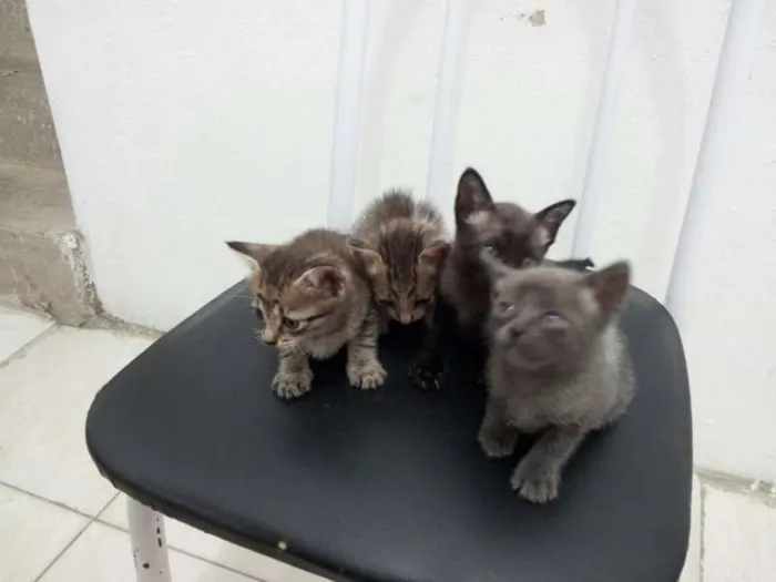 Gato ra a SRD idade Abaixo de 2 meses nome SEM NOME