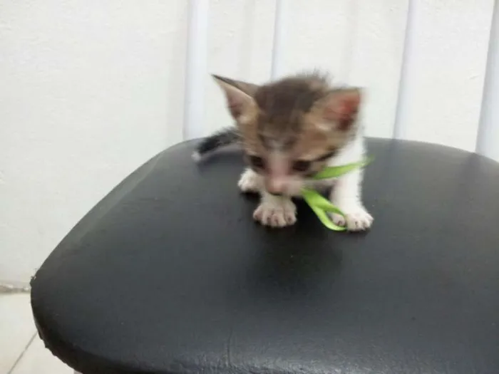 Gato ra a SRD idade Abaixo de 2 meses nome SEM NOME