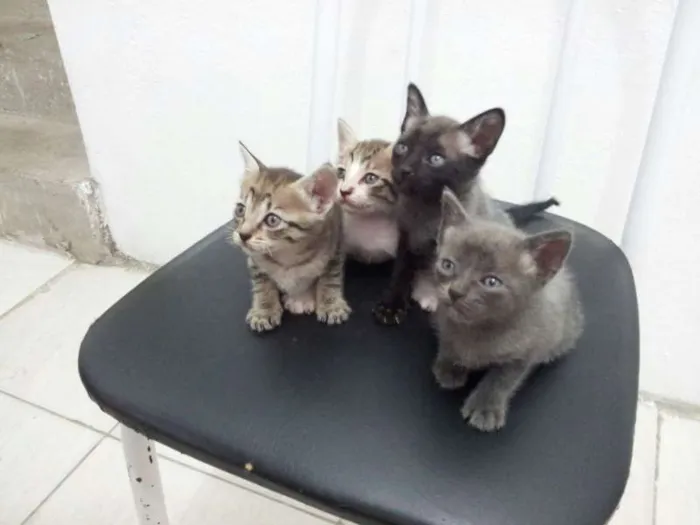 Gato ra a SRD idade Abaixo de 2 meses nome SEM NOME