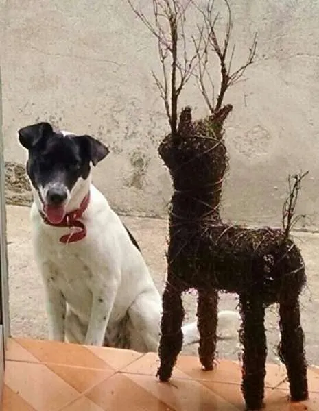 Cachorro raça SRD idade 1 ano nome Lili