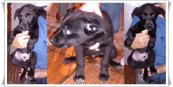 Cachorro ra a SRD idade 2 a 6 meses nome Biro