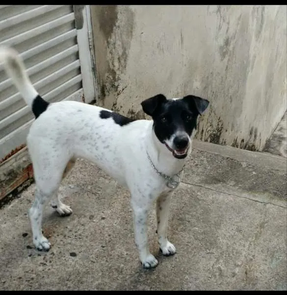 Cachorro raça SRD idade 1 ano nome Lili