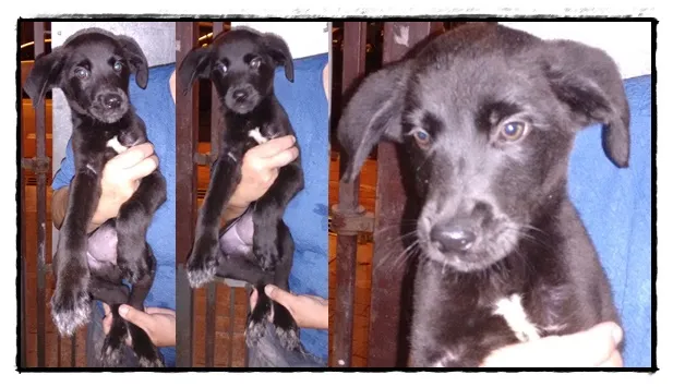 Cachorro ra a SRD idade 2 a 6 meses nome Belo