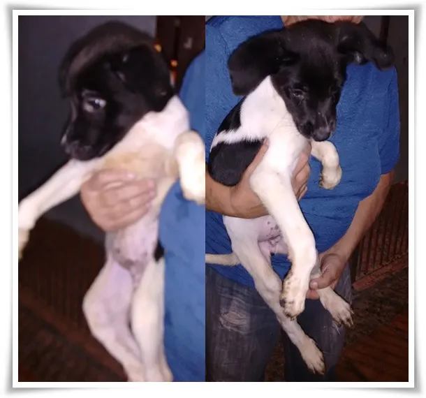Cachorro ra a SRD idade 2 a 6 meses nome Be