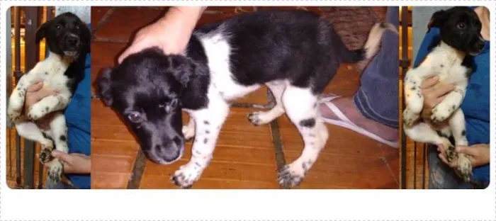 Cachorro ra a SRD idade 2 a 6 meses nome Bolota