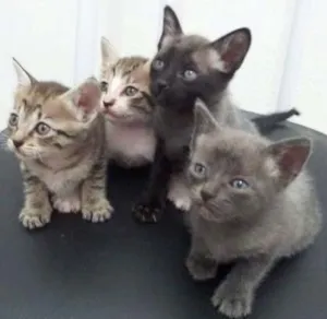 Gato raça SRD idade Abaixo de 2 meses nome SEM NOME