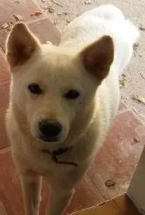 Cachorro ra a Akita idade 1 ano nome Lola