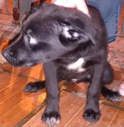 Cachorro ra a SRD idade 2 a 6 meses nome Biro