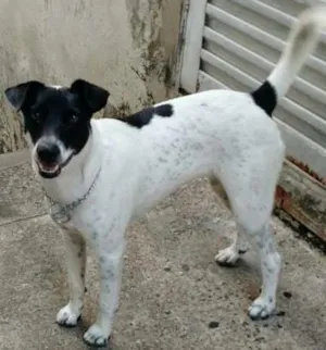 Cachorro raça SRD idade 1 ano nome Lili