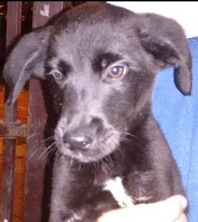 Cachorro raça SRD idade 2 a 6 meses nome Belo