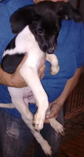 Cachorro ra a SRD idade 2 a 6 meses nome Be