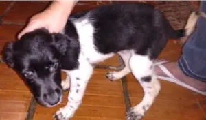 Cachorro raça SRD idade 2 a 6 meses nome Bolota
