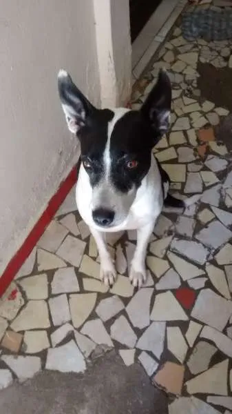 Cachorro raça SRD idade 2 anos nome naome