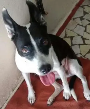 Cachorro raça SRD idade 2 anos nome naome