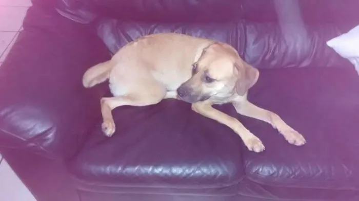 Cachorro ra a vira lata idade 2 anos nome mica