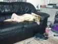 mica