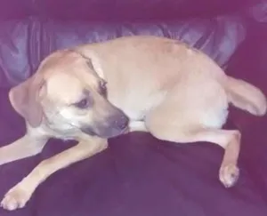 Cachorro raça vira lata idade 2 anos nome mica