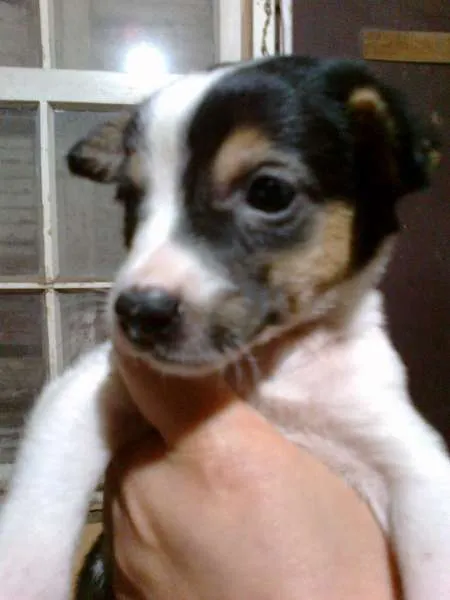 Cachorro ra a SRD idade 2 a 6 meses nome Irmãzinhas
