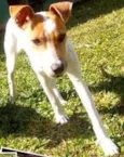 Branquinha