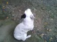 rex