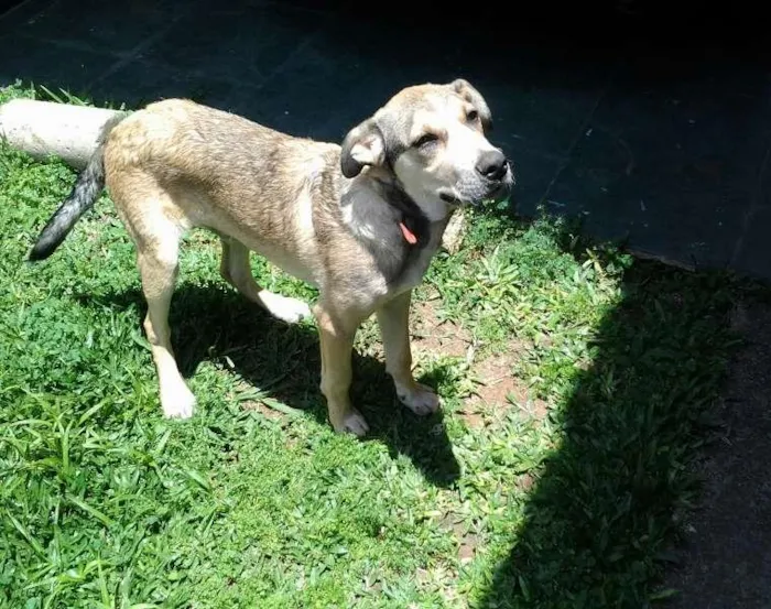 Cachorro ra a SRD idade 1 ano nome Duque