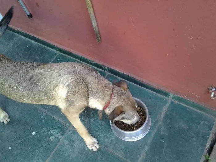Cachorro ra a SRD idade 1 ano nome Duque