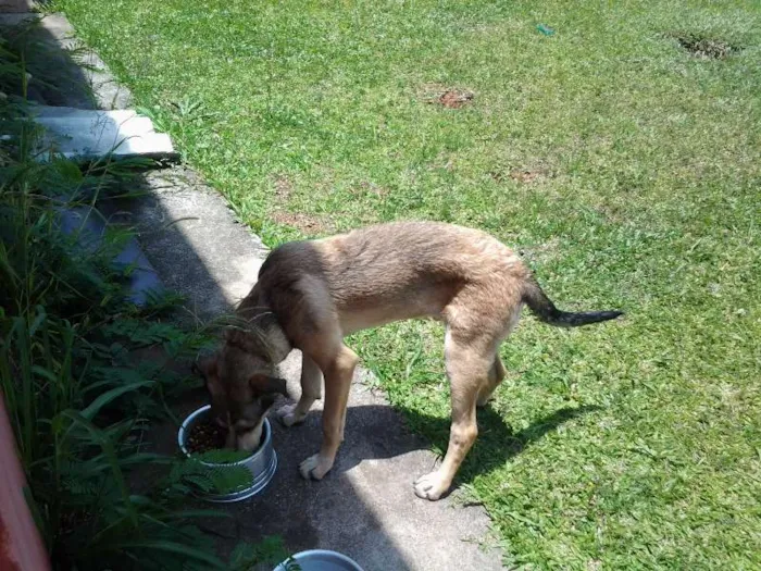 Cachorro ra a SRD idade 1 ano nome Duque