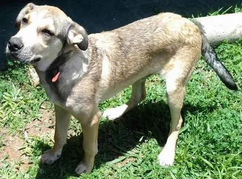 Cachorro ra a SRD idade 1 ano nome Duque