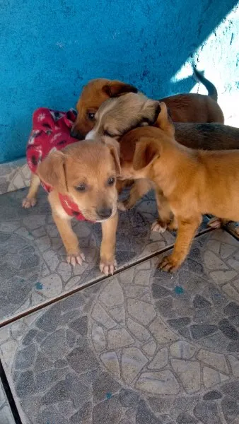 Cachorro ra a Sem raça definida idade Abaixo de 2 meses nome Sem nome