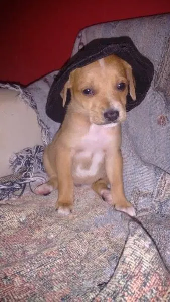 Cachorro ra a Sem raça definida idade Abaixo de 2 meses nome Sem nome
