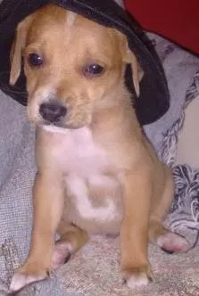 Cachorro ra a Sem raça definida idade Abaixo de 2 meses nome Sem nome