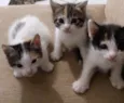 gatinhos