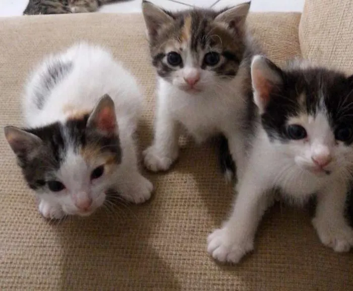 Gato ra a SRD idade Abaixo de 2 meses nome gatinhos