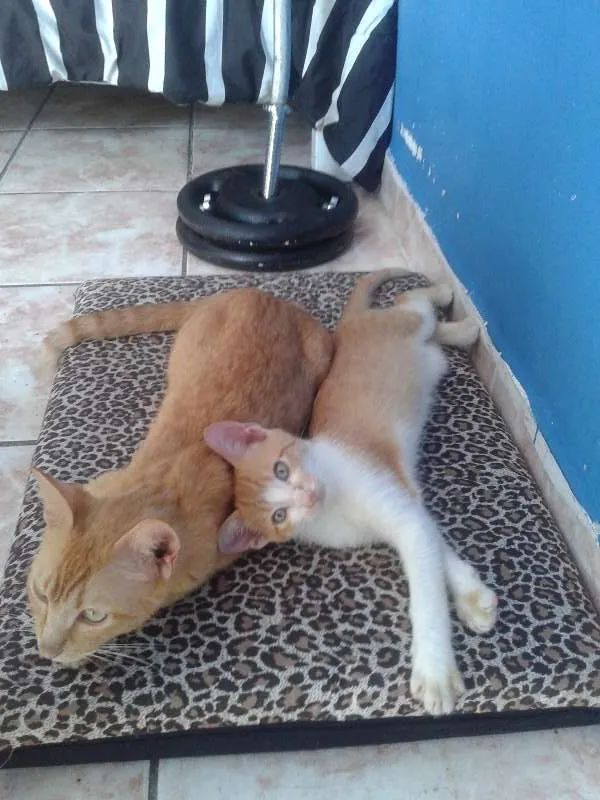 Gato ra a  idade 1 ano nome Mel e Barth