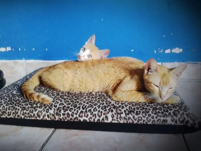 Gato ra a  idade 1 ano nome Mel e Barth