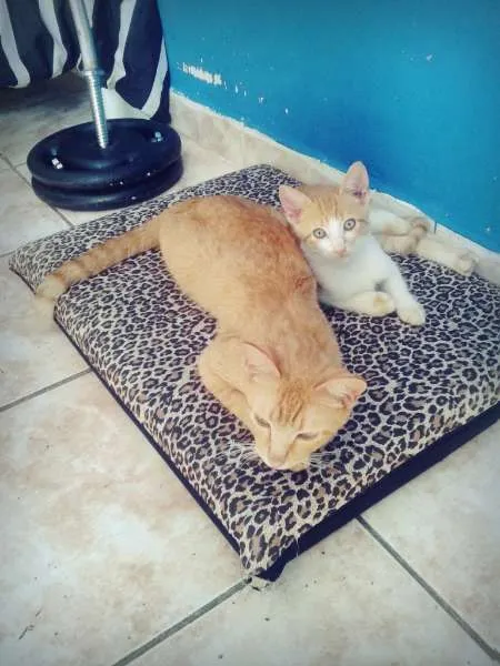 Gato ra a  idade 1 ano nome Mel e Barth