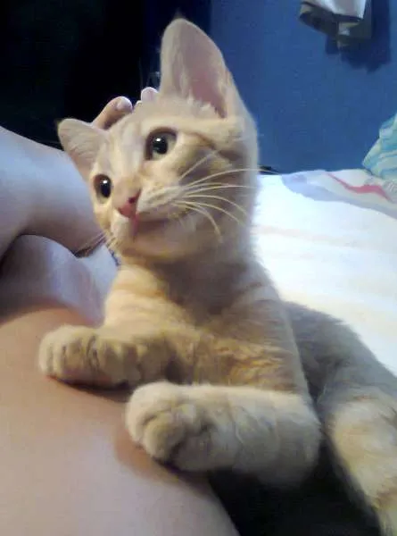Gato ra a  idade 1 ano nome Mel e Barth
