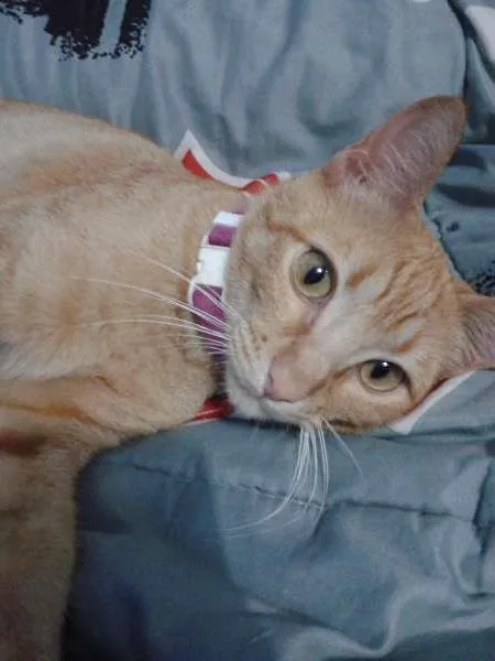 Gato ra a  idade 1 ano nome Mel e Barth