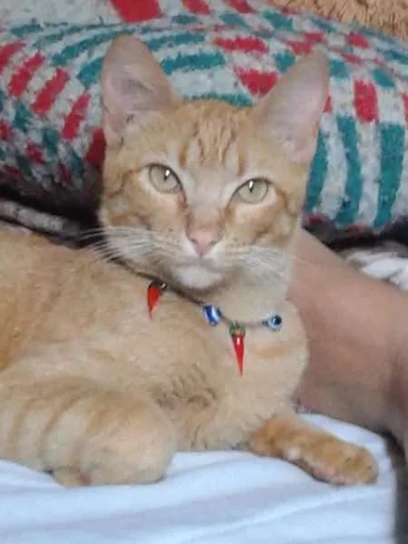 Gato ra a  idade 1 ano nome Mel e Barth