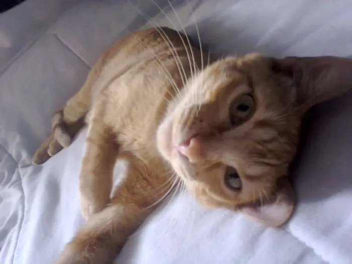 Gato ra a  idade 1 ano nome Mel e Barth