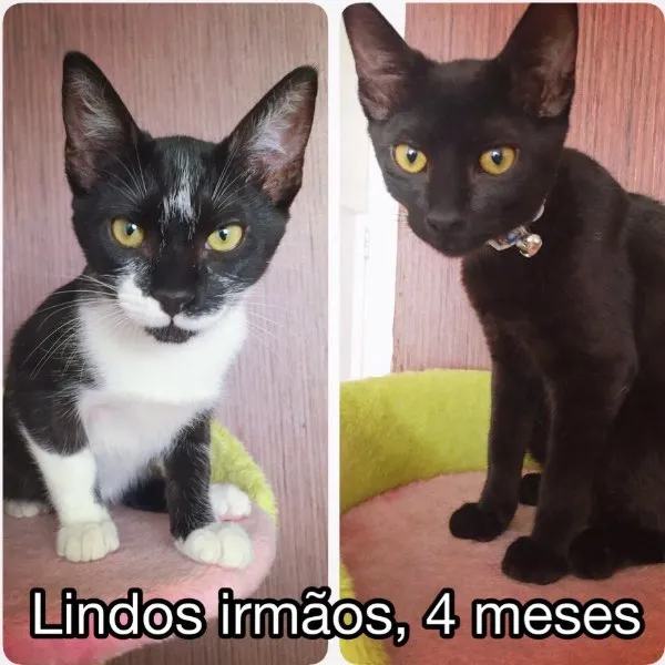Gato ra a SRD idade 2 a 6 meses nome MIKAEL E MARTIN