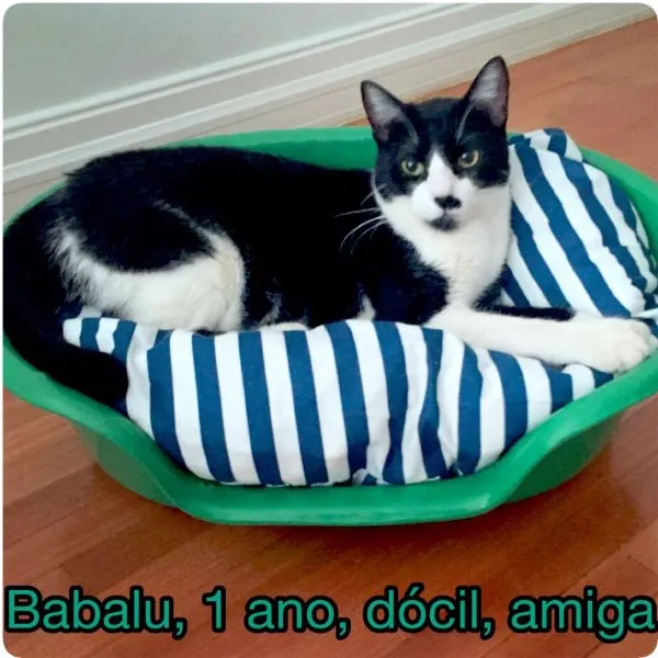 Gato ra a SRD idade 1 ano nome BABALU