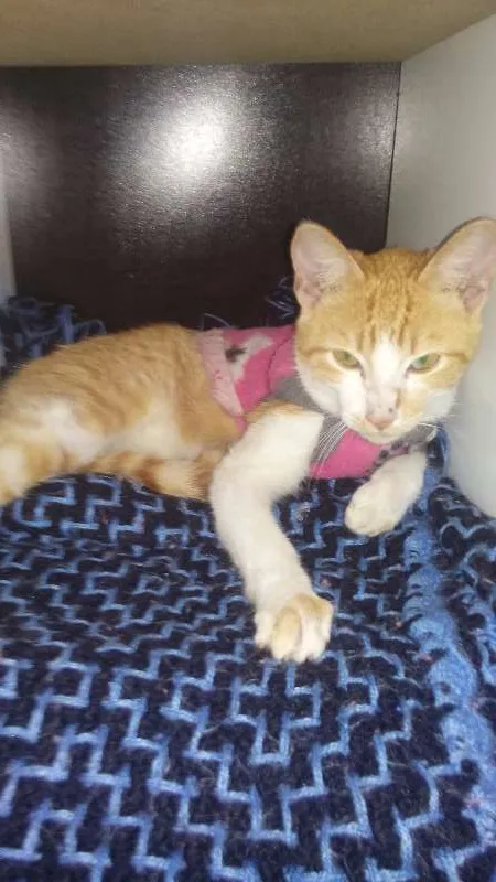 Gato ra a  idade 1 ano nome Mel e Barth