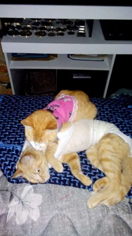 Gato ra a  idade 1 ano nome Mel e Barth