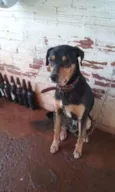 Gordo