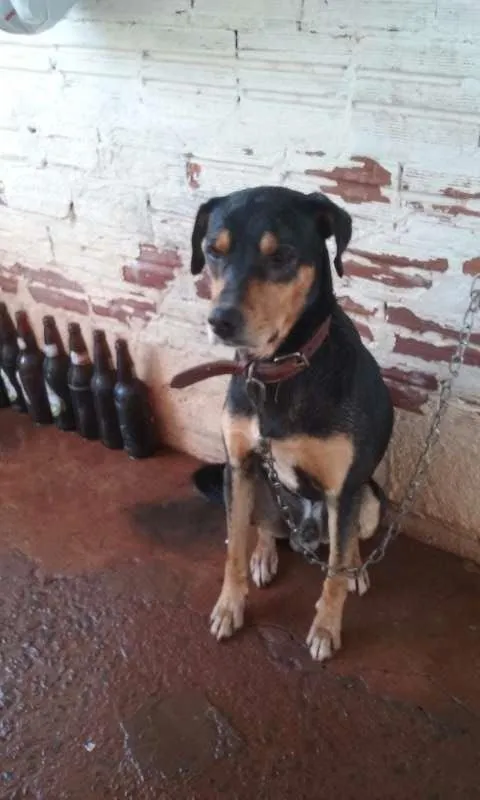 Cachorro ra a  idade  nome Gordo