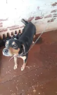 Gordo