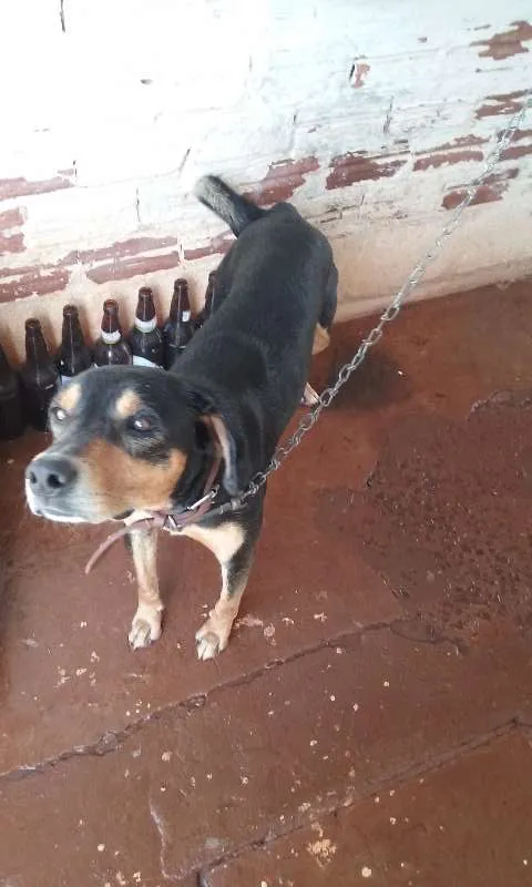 Cachorro ra a  idade  nome Gordo