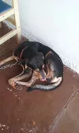 Gordo